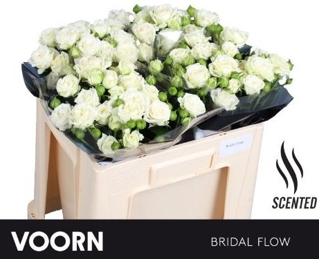 Ramificada Bridal Flow 60cm "Voorn"