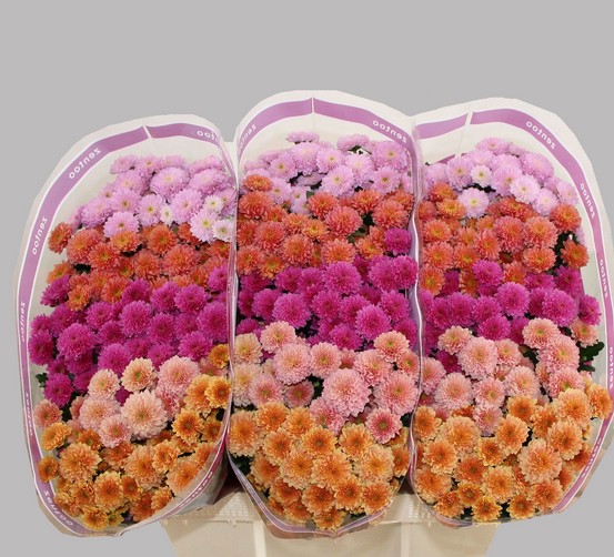 Santini Mixta PP Miller 1100gr "T25"