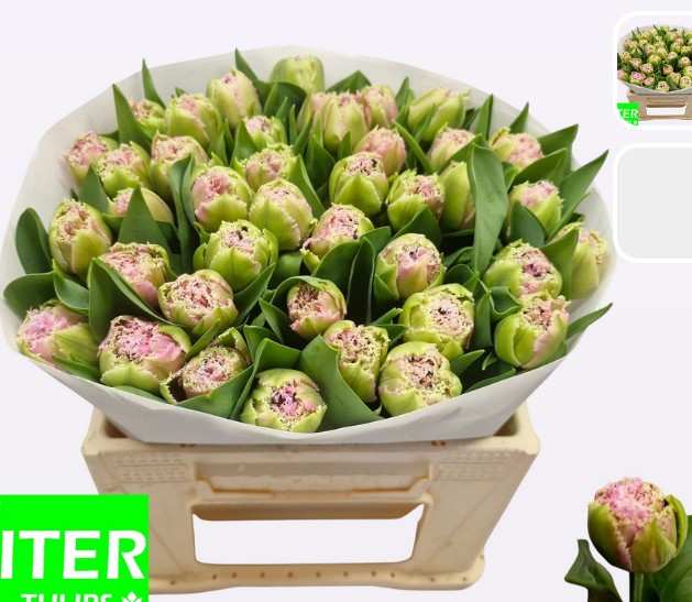 Tulipan Hol. Doble Cairns 35cm Bic