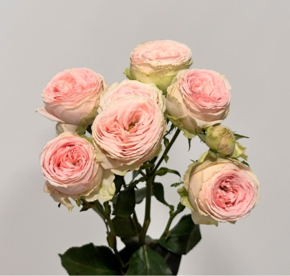 Ramificada Sweet Giselle 70cm