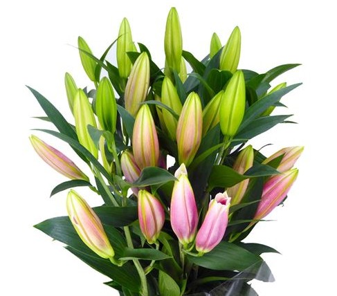 Oriental Hol. Rs. Calvados 75cm 3/4 fl. (7 Dias - 2�)