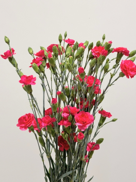 Clavel Mini Fucsia (7 Dias - 2�)