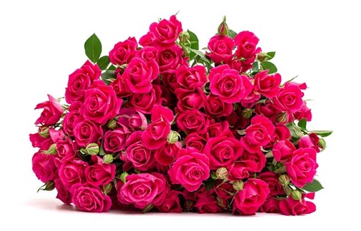 Ramificada Alicia 60cm Fucsia (7 Dias - 2�)