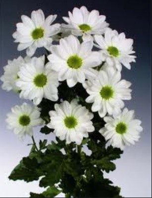 Margarita Hol. Bacardi Ilonka 70gr Bl. (7 Dias - 2�)