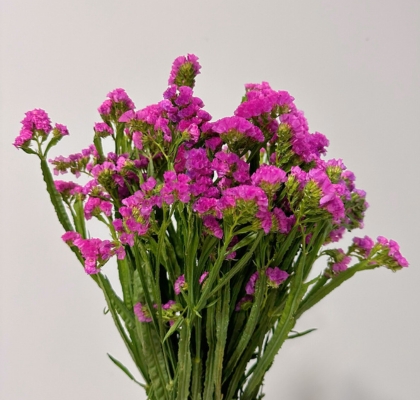 Statice Nac. Fucsia 70cm Paq. "Oferta" (7 Dias - 2�)