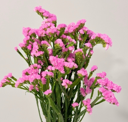 Statice Nac. Rosa 70cm "Oferta" (7 Dias - 2�)