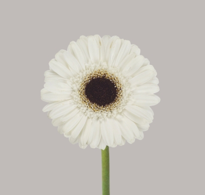 Gerbera Mini Hol. Yuta "T20" (7 Dias - 2�)