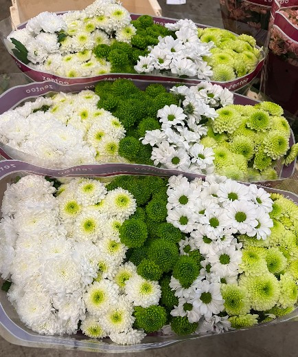 Santini Mixta Verde/Blanco 1000gr "T25" (7 Dias - 2�)