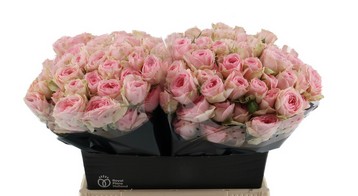 Ramificada Yvette Rosa 50cm (7 Dias - 2�)