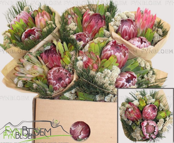 Safari Buquet 40cm 600gr 3-Protea (7 Dias - 2�)