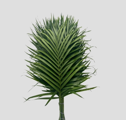 Cataractarum 60cm (7 Dias - 2�)