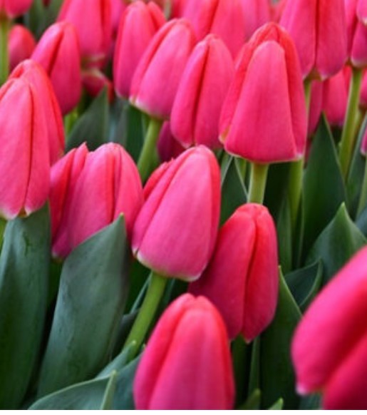 Tulipan Hol. Lipstick 40cm Frs.