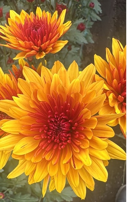 Margarita Col. C. Bicolor Avila