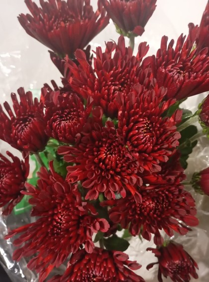 Margarita Col. C. Red Rioja