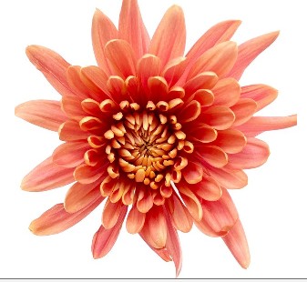 Uniflor Ecu. Veronica Salmon