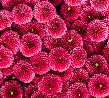 Margarita Hol. Pomavera 65gr