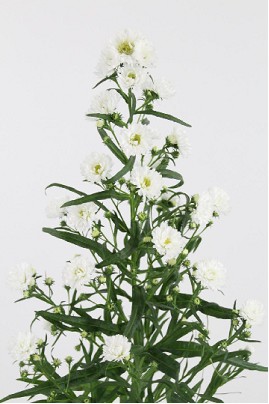 Aster Hol. Cassy 75cm 15gr "T25"
