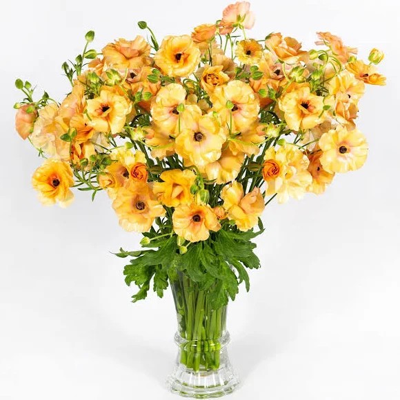 Ranunculos Hol. Butterfly Vestalis 70cm 65gr "T10"