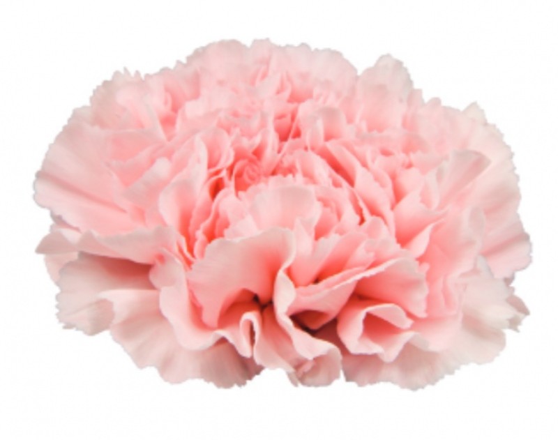 Clavel Nac. 70cm Alcazar Rs.