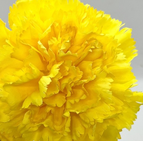 Clavel Nac. 70cm Explendor Am.