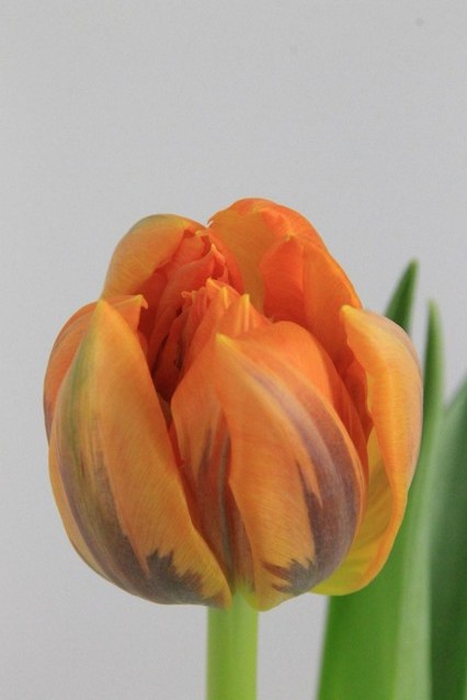 Tulipan Hol. Doble Orange Princess  35cm