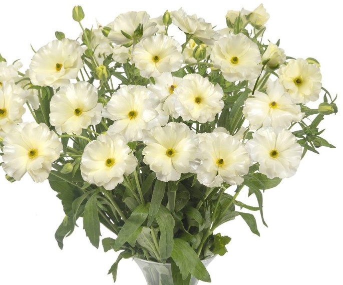 Ranunculos Hol. Butterfly Graces 70cm 65gr "T10"