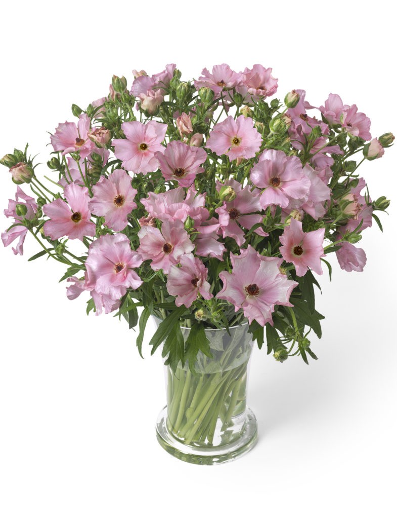 Ranunculos Hol. Butterfly Isis 60cm 30gr "T10"