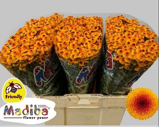 Santini Mad. Lambo Sunr 1100gr "T25" Bic.