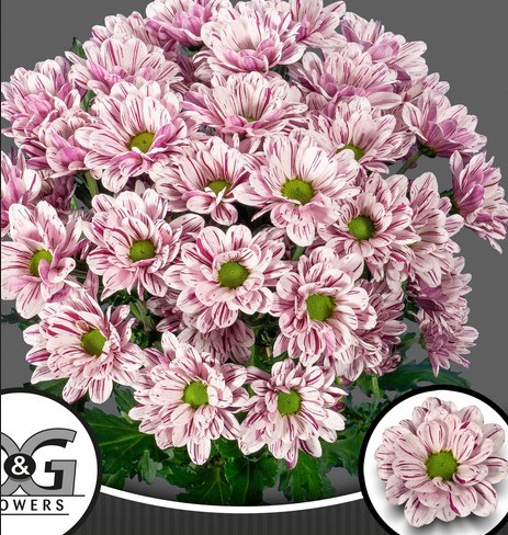 Margarita Hol. Festival 65gr Bic.