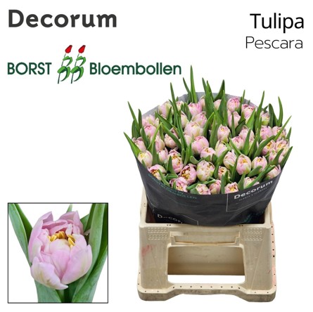 Tulipan Hol. Doble Pescara 40cm Rs.