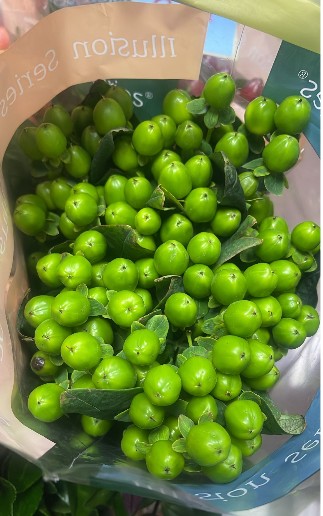 Hypericum Ecu. Green XL 50cm