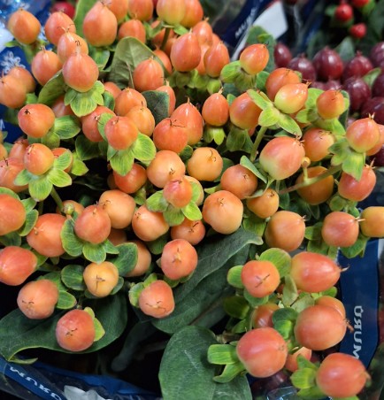 Hypericum Ecu. Spring Peach 70cm