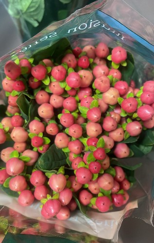 Hypericum Ecu. Rose Gold 50cm