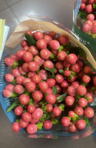 Hypericum Ecu. Monster Pink 50cm