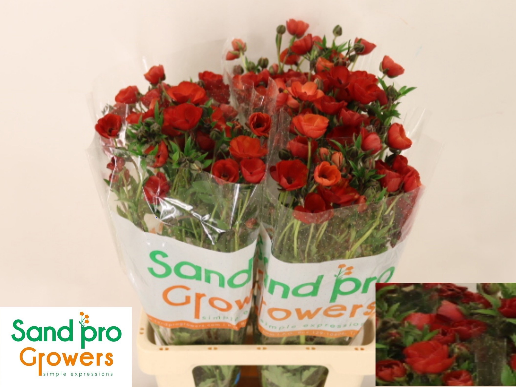 Ranunculos Magical Tangerine 70cm 30gr "T10"