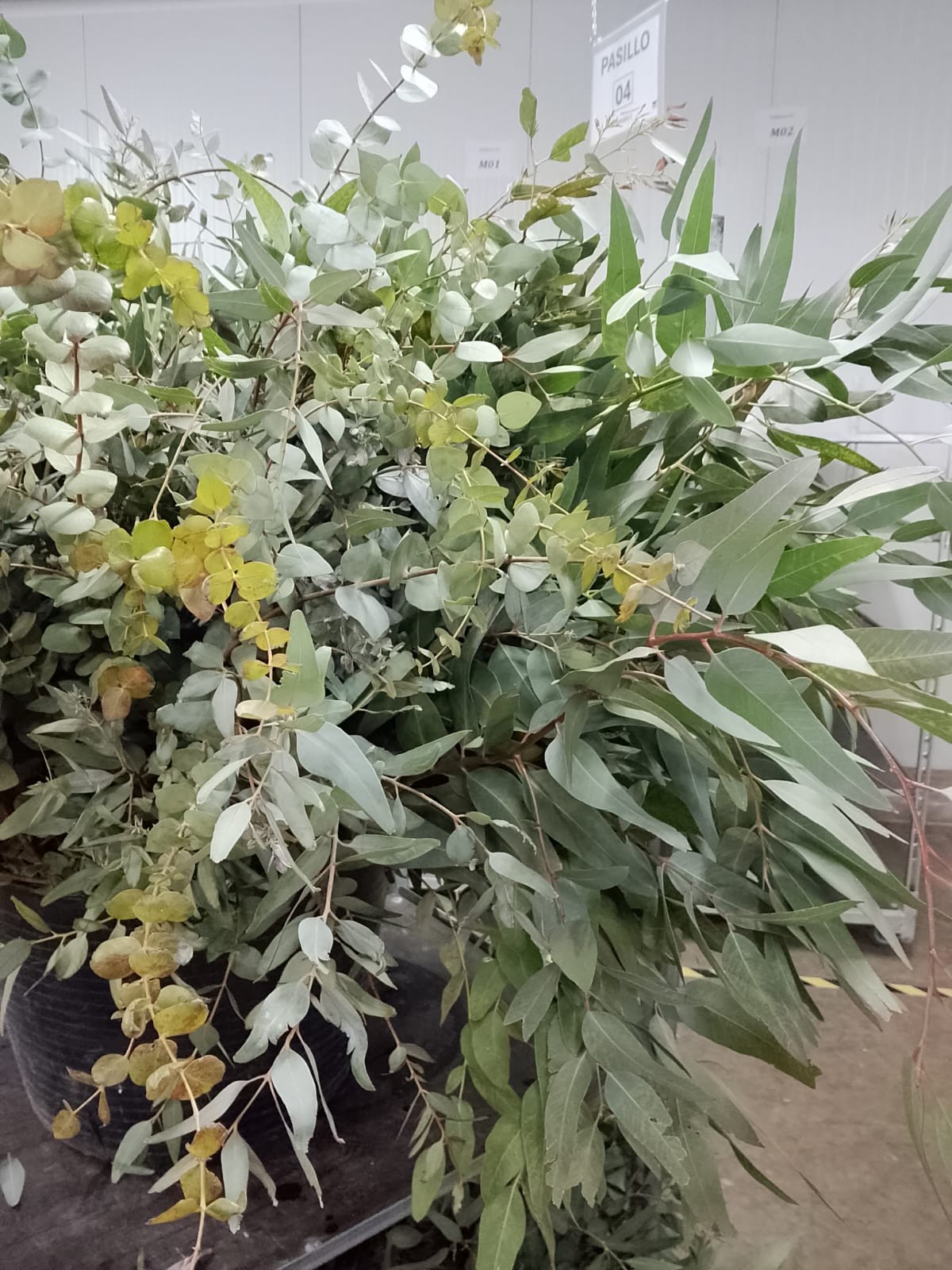 Eucalipto Alargado Nacional "A2"