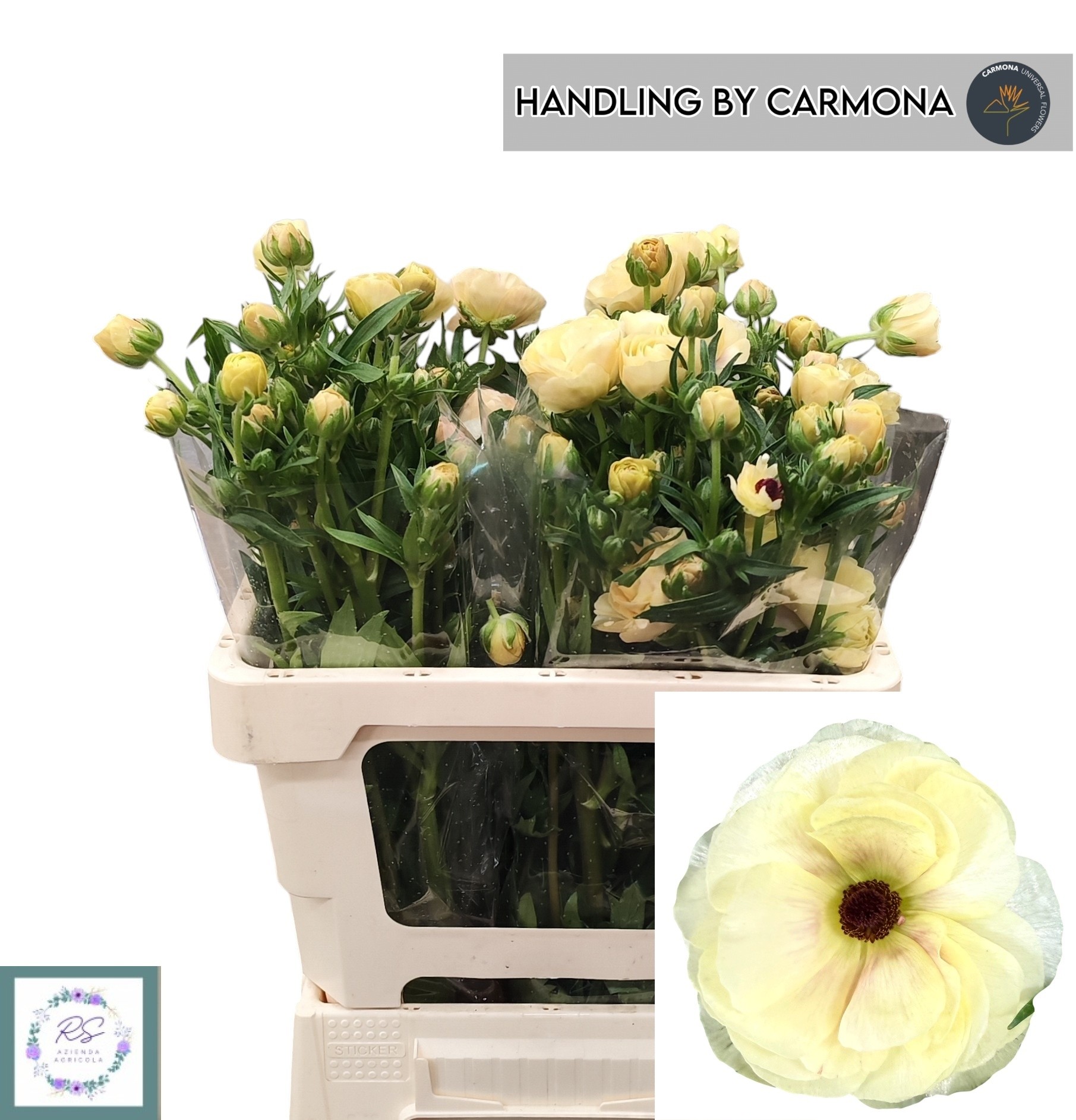 Ranunculos Hol. Butt. Overig 50cm 30gr "T10"