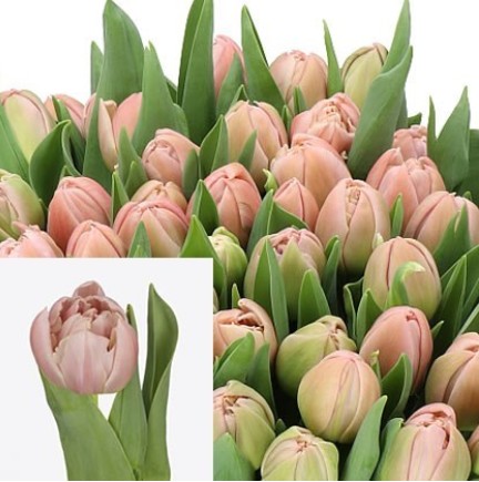Tulipan Hol. Doble Daphne 35cm Rs.