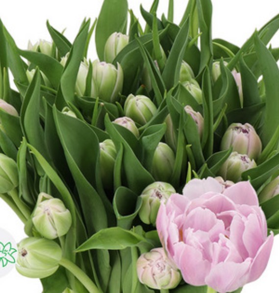 Tulipan Hol. Doble Hashtag 35cm Rs.