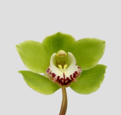 Cymbidium Ali Anderson 80cm Vd (7 Dias - 2�)