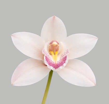 Cymbidium Silver 80cm Bl (7 Dias - 2�)