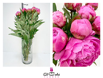 Peonia Hol. Dr. Fleming 50cm Fucsia (7 Dias - 2�)