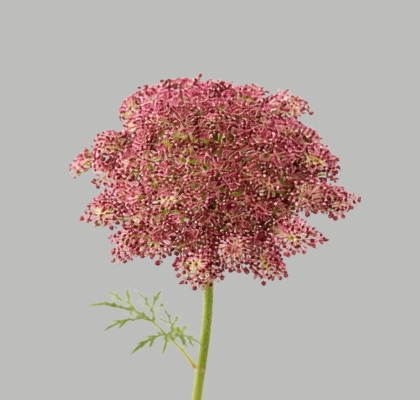 Ammis Daucus Dara 60cm Gr. (7 Dias - 2�)