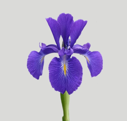 Iris Nacional Azul 75cm (7 Dias - 2�)