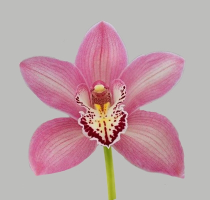 Cymbidium Candy 80cm Rs. (7 Dias - 2�)