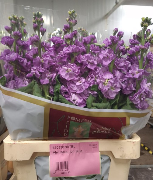 Aleli Italia Iron Blue 65cm (7 Dias - 2�)