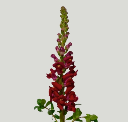 Antirrhinum Italia Red 70cm (7 Dias - 2�)