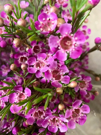 Flor Cera Nac. Fucsia Abierta "Paquete" (7 Dias - 2�)