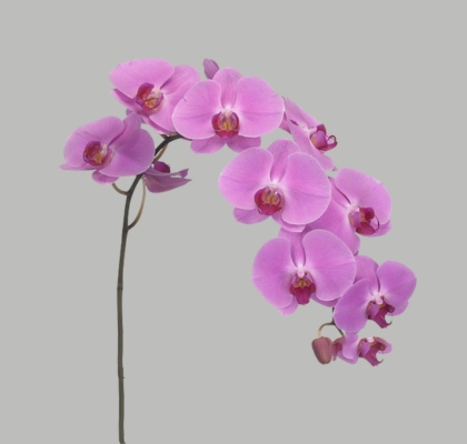 Phalaenopsis Happy Valentine x25 (7 Dias - 2�)