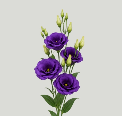 Lisiantus Hol. Rosi Blue 70cm 55gr "T10" (7 Dias - 2�)